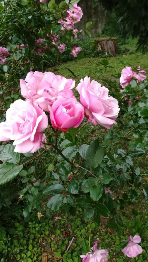 Les Palmiers Bed and Breakfast Mauves Buitenkant foto